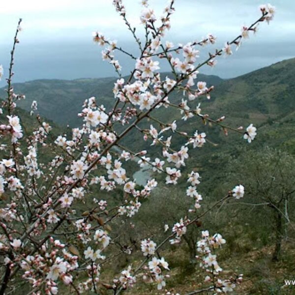 Roca - amendoeiras em flor