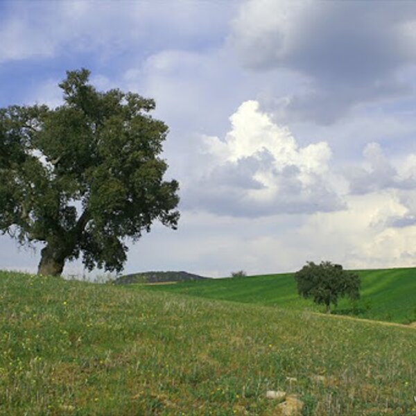 Vale de porco - verdes campos